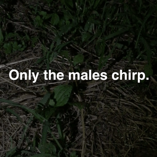 Learn about the chirping of a cricket (Korogi) in 90 seconds